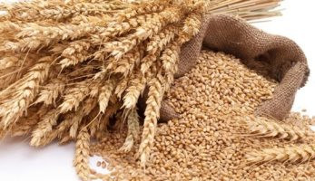 بعد رفض مصر شحنة قمح روسية.. ما لا تعرفه عن فطر الأرجوت - اليوم السابع (خبر)