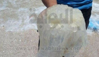 ننشر استعدادات وزارة البيئة لمتابعة قناديل البحر لعام 2018 (خبر)