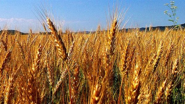 'السلع التموينية' تشتري 420 ألف طن من القمح الروماني والروسي