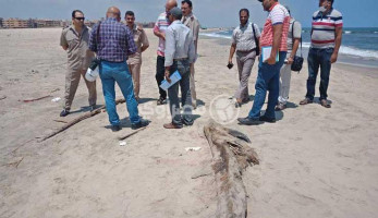 بالصور.. ظهور كائن غريب في حالة تحلل على شاطئ جمصة