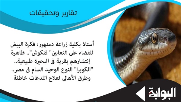 أستاذ بكلية زراعة دمنهور: فكرة البيض للقضاء على الثعابين "فنكوش".. ظاهرة انتشارهم بقرية في البحيرة طبيعية.. "الكوبرا" النوع الوحيد السام في مصر.. وطرق الأهالي لعلاج اللدغات خاطئة