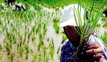 'شعبة البقالة' تفجر مفاجأة حول الأرز المستورد