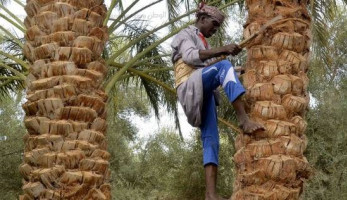 «سيوة».. أرض التمر والزيتون ومناخ خالٍ من الرطوبة