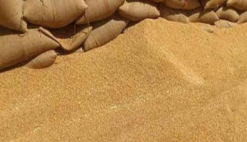 مصر توافق على شراء 120 ألف طن من القمح