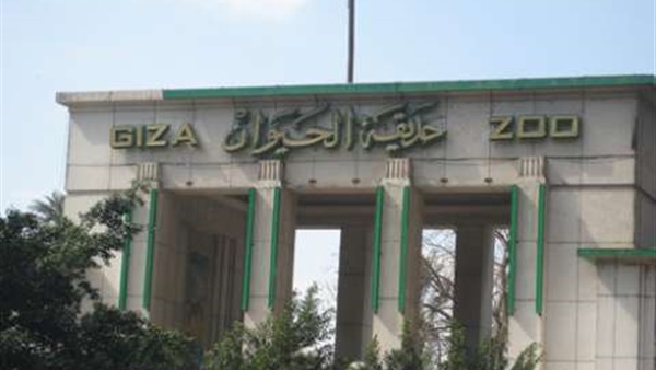 طوارئ بحديقة الحيوان استعدادًا لولادة الزرافة "سونسن"