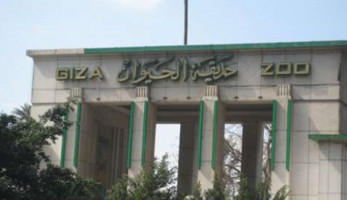 طوارئ بحديقة الحيوان استعدادًا لولادة الزرافة "سونسن"