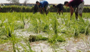 فيديو.. متحدث الزراعة: استنبطنا أنواعا جديدة من الأرز تستهلك كميات قليلة من المياه
