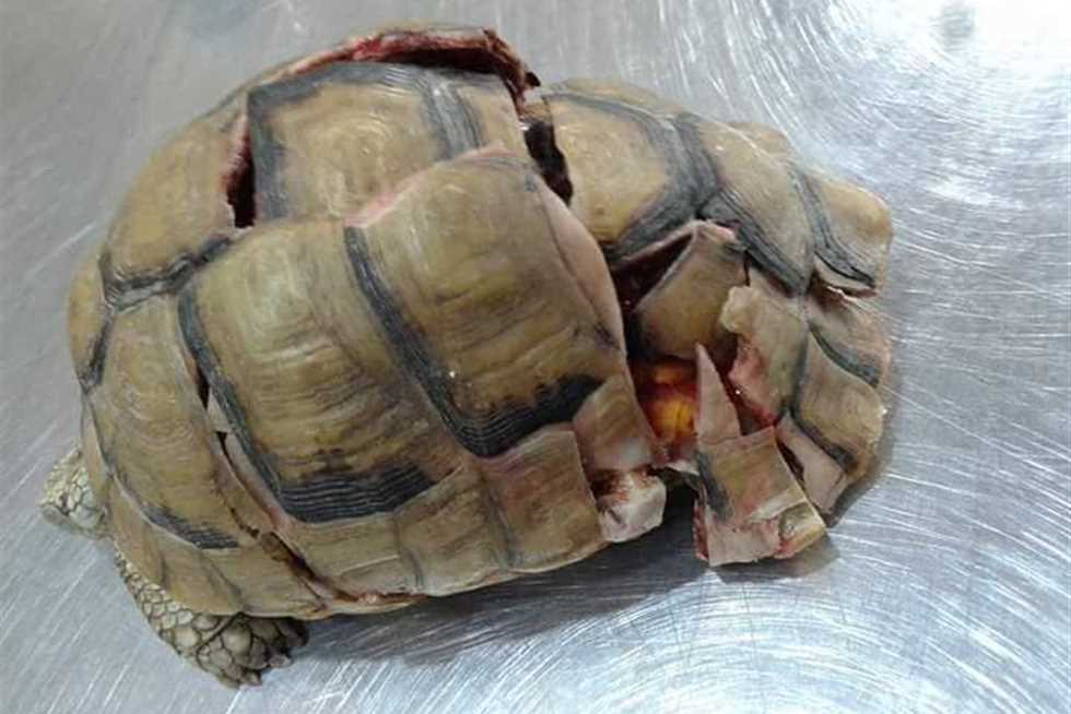 إنقاذ سلحفاة من موت محقق.. سقطت من الطابق الثالث وتحطم غطاؤها (صور)