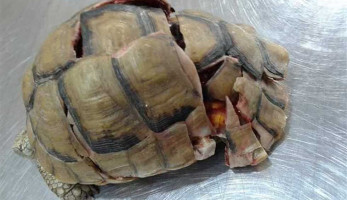 إنقاذ سلحفاة من موت محقق.. سقطت من الطابق الثالث وتحطم غطاؤها (صور)