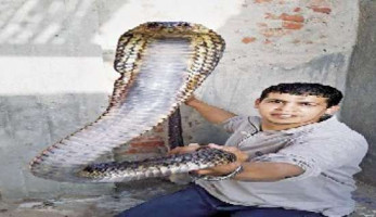 «المنوفية» تواجه هجوم الثعابين بـ«5 رفاعية»