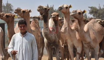 الركود يضرب سوق «برقاش» للجمال.. 8 آلاف جنيه لـ«القاعود».. 56 ألف جنيه سعر الجمل البلدي.. السوداني بـ35 ألف جنيه.. وتجار: «الأضحية الشرك» حيلة المواطنين لمواجهة ارتفاع الأسعار (فيديو وصور)