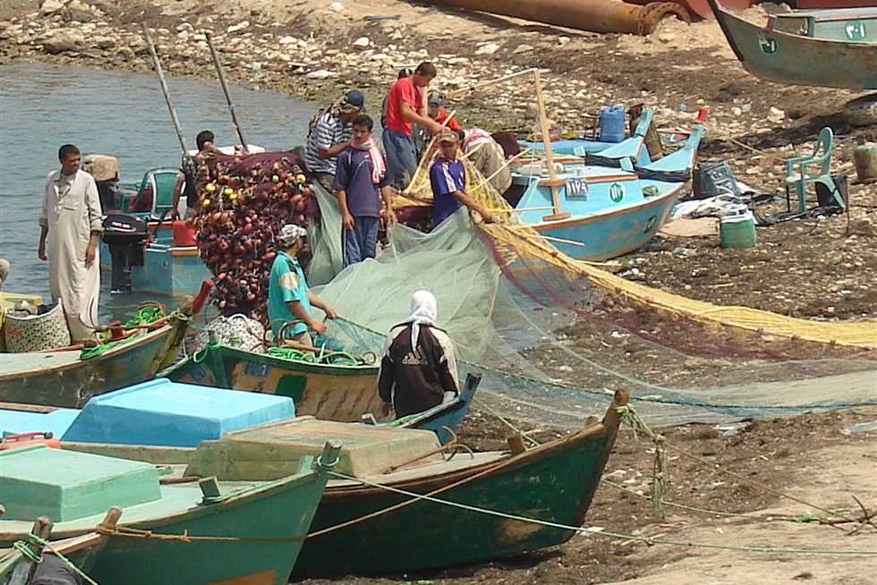 بحيرة البردويل تنتج 196 طنًا من الأسماك خلال ثلاثة أيام    | المصري اليوم