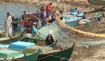 بحيرة البردويل تنتج 196 طنًا من الأسماك خلال ثلاثة أيام    | المصري اليوم