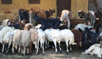 إنفوجرافيك.. الوفد تكشف خريطة تفصيلية لبيع الأضاحي بـ13 محافظة