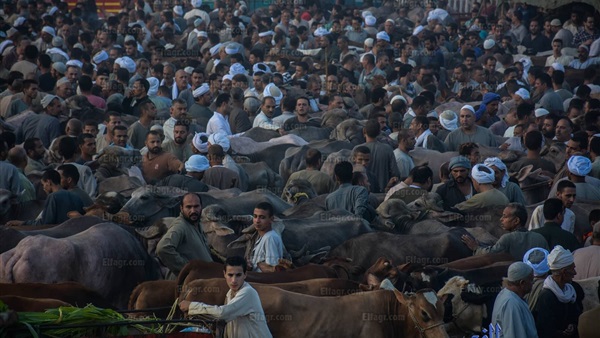 قبل عيد الأضحى.. تجار سوق 'المناشي' يرفعون شعار 'الغالي يرخصلك' (صور)