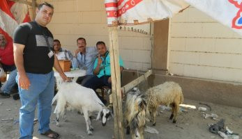 "خراف وماعز".. نذور المحبين للسيدة العذراء بدير درنكة بأسيوط.. فيديو وصور