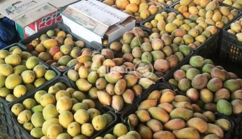 "الغرف التجارية": الفاكهة أصبحت سلعة ترفيهية لكثير من المواطنين- فيديو