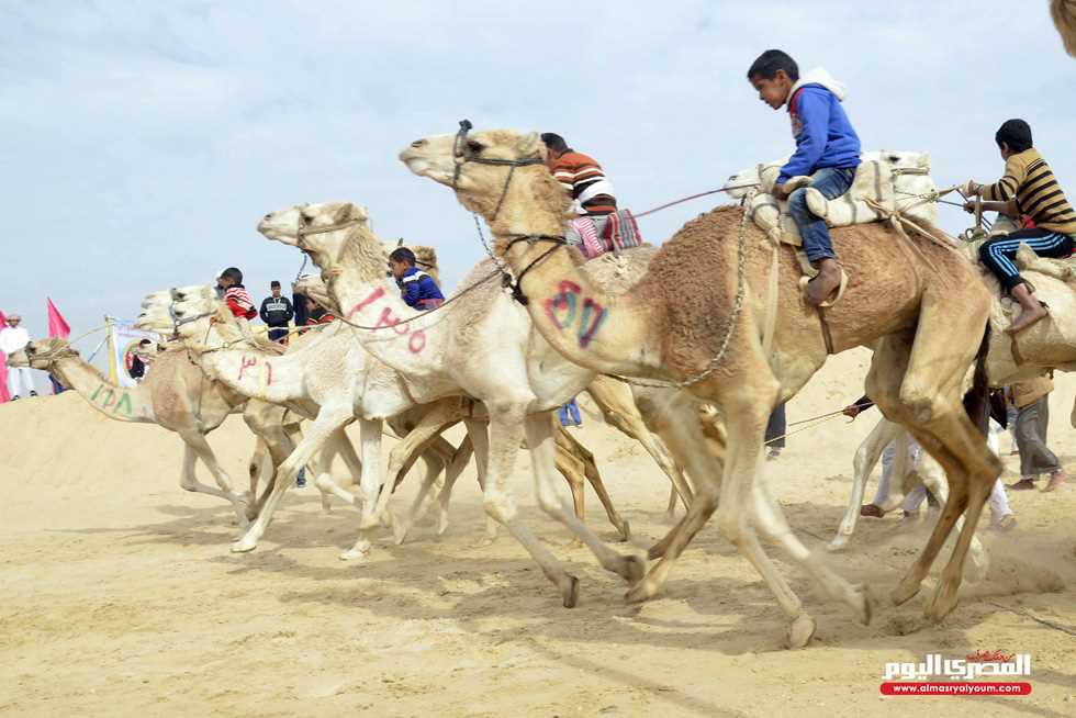 18 جملاً مصريًا تسافر إلى السعودية للمشاركة في مسابقة للهجن