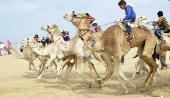 18 جملاً مصريًا تسافر إلى السعودية للمشاركة في مسابقة للهجن