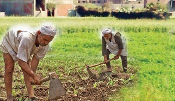 آلاف الفلاحين تعرضوا لعملية غش تجاري في بذور الطماطم
