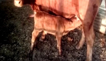بعد ولادة بقرة حمراء.. هل يعلن اليهود بناء الهيكل واقتراب يوم القيامة؟