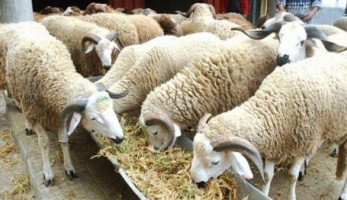 لجنة "الزراعة" تسافر مطروح لمتابعة مرض الأغنام "الغامض"