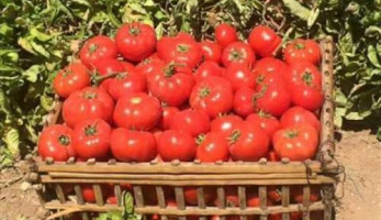 بيان عاجل للحكومة بشأن تدهور  محصول الطماطم