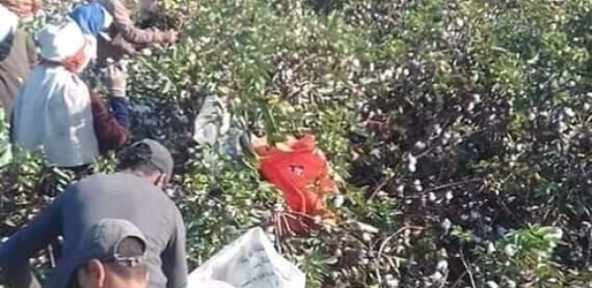 "الناس لبعضيها".. أهالي قرية يجمعون "قطن الساهولي" بعدما مات ابنه