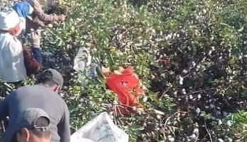 "الناس لبعضيها".. أهالي قرية يجمعون "قطن الساهولي" بعدما مات ابنه