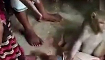 بتهمة "تحريض على الفسق".. ضبط صاحبة فيديو "إثارة غرائز قرد" بالمنصورة