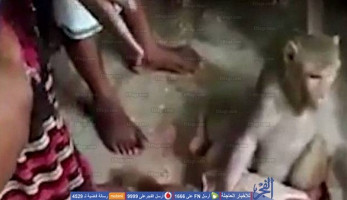 بتهمة 'تحريض على الفسق'.. ضبط صاحبة فيديو تداعب قرد جنسيا في الدقهلية