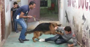 تربية الكلاب على الطريقة الشعبية.. الكرابيج والعصيان أهم أسلحتها