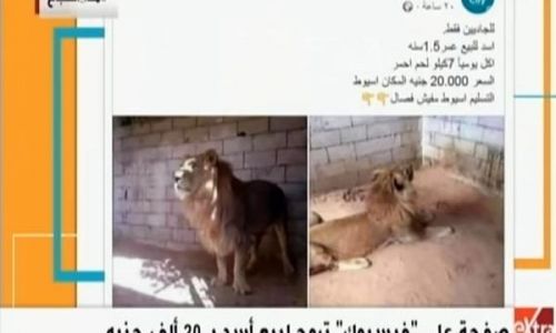 شاهد.. أسد للبيع على "فيس بوك".. و"حدائق الحيوان" ترد