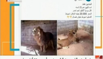 شاهد.. أسد للبيع على "فيس بوك".. و"حدائق الحيوان" ترد