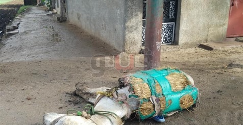 «بردعة حمار» تنقذ 3 أشخاص من الموت صعقا بالكهرباء في الغربية (صور)