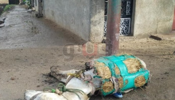 «بردعة حمار» تنقذ 3 أشخاص من الموت صعقا بالكهرباء في الغربية (صور)