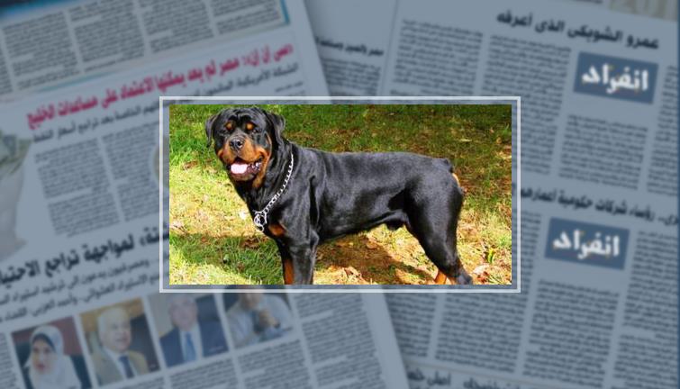 مصرع طفل عقره كلب برقبته أثناء لعب الكرة بقرية فى الشرقية