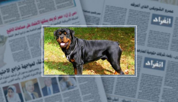 مصرع طفل عقره كلب برقبته أثناء لعب الكرة بقرية فى الشرقية