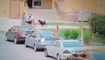 والد ضحية كلاب مدينتى: مش هسيب حق ابنى ..  وصاحب الكلاب معاه حصانة