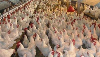 شعبة الدواجن عن تأجيل حظر تداول الطيور الحية: مهمتنا توفير البروتين للمواطن