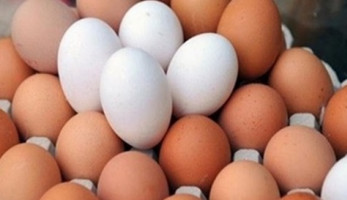 عبد العزيز السيد: جنيهان زيادة في أسعار كرتونة البيض