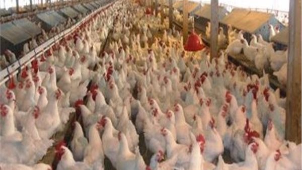 عبدالعزيز السيد: 15 % ارتفاع في أسعار الدواجن خلال شهر رمضان