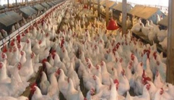 عبدالعزيز السيد: 15 % ارتفاع في أسعار الدواجن خلال شهر رمضان