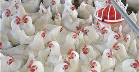 بورصة الدواجن.. الفراخ البيضاء تسجل 30 جنيها للكيلو