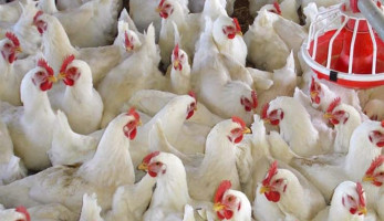 مصدر بالزراعة يكشف موعد تطبيق "منع تداول الدواجن الحية"