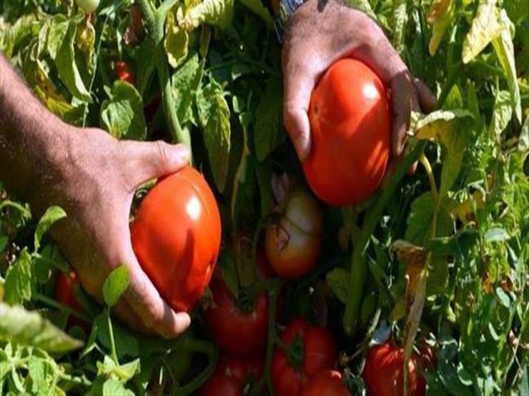 "الزراعة" تكشف حقيقة إصابة الطماطم بمرض مسرطن