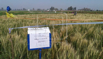 «البحوث الزراعية»: استنباط 7 أصناف جديدة من القمح والأرز والذرة