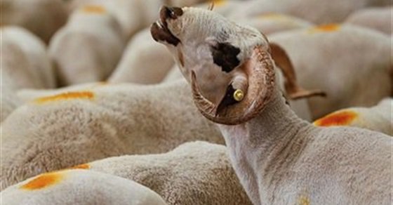 جابر طايع: جمعنا 17 مليون جنيه صكوك أضاحى حتى الآن.. فيديو
