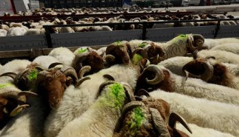 محافظة القاهرة: غرامات لا تقل عن 5 آلاف جنيه على ذبح الأضاحى فى الشوارع