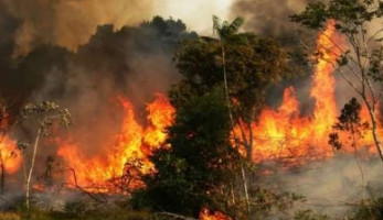 إدارة إطفاء البرازيل لـ"الوطن": اقتربنا من السيطرة على حريق الأمازون